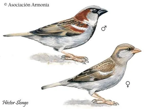 House Sparrow